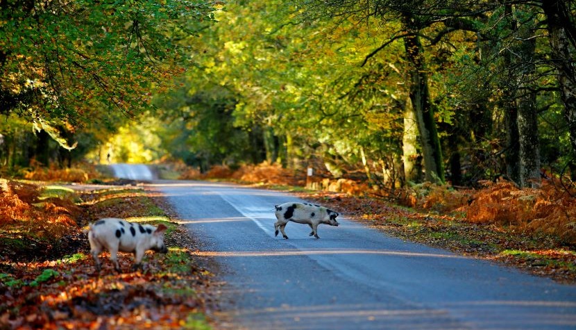 NFDC_autumn pigs in road r